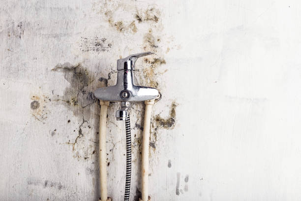 Best Mold Testing  in Tuscoosa, AL
