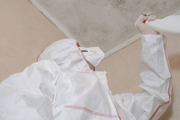 Best Attic Mold Removal  in Tuscoosa, AL