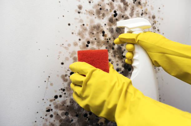 Best Commercial Mold Removal  in Tuscoosa, AL