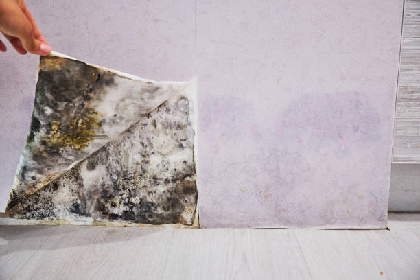 Office Mold Removal Services in Tuscaloosa, AL
